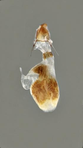 Réf. 274 423 : Eupithecia tripunctaria